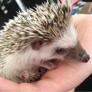 里親さん募集中！