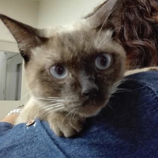 助けて下さい！シャム系ポンちゃんは人馴れ抜群！