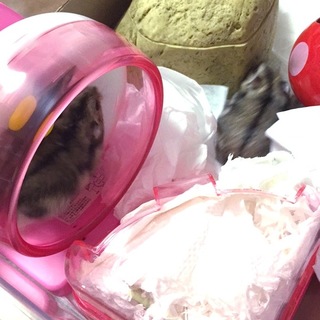 可愛いジャンガリアンハムスター4匹【残り2匹】