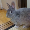 ミニうさぎ里親募集中