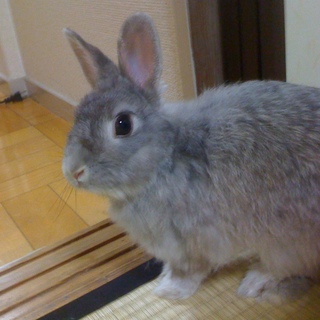 ミニうさぎ里親募集中