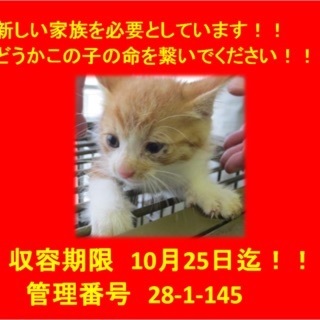 命の期限10月25日！緊急！子猫ちゃん！