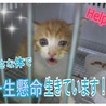 命の期限10月25日！緊急！子猫ちゃん！ サムネイル2