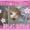 命の期限10月25日！緊急！子猫ちゃん！ サムネイル3