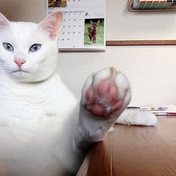 ブログ「白いためいき」の」(ねこ猫ネコの会のペットログ #10590