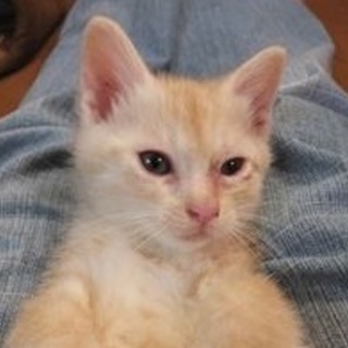 推定１ヶ月薄茶トラくんその１