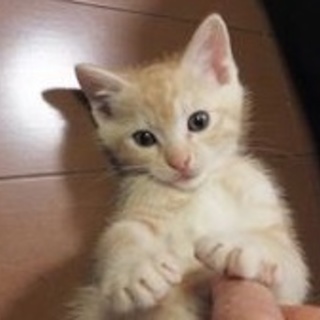 推定生後１ヶ月薄茶トラくんその２