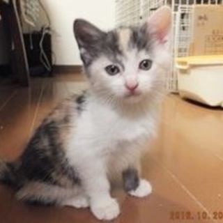 生後１ヶ月三毛ちゃん