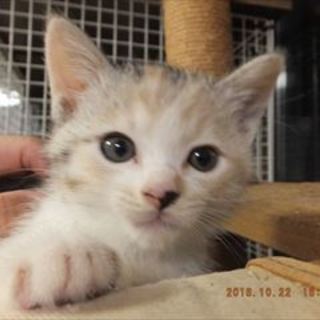 推定生後１ヶ月パステル三毛ちゃん