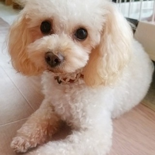 トイプードル♂風太