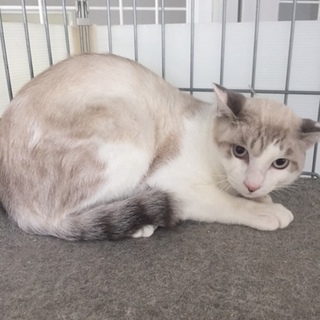 毛並みが綺麗。おっとり猫のオーレーちゃん。