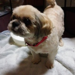 ブリーダー放棄　穏やかな性格の子です　しずるくん