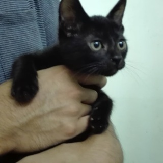 助けて下さい！元気いっぱいの黒猫兄弟です