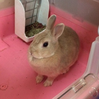 ネザーランドドワーフの里親募集