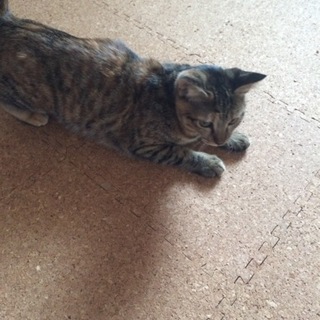 すごく甘えたの、生後約５カ月の女の子。