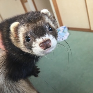 幼少 フェレット 里親募集