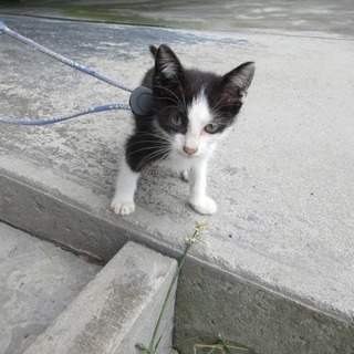 凛々しい顔をした八割れちゃん