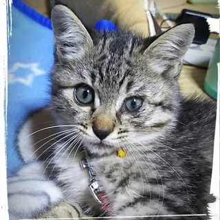 人懐っこい甘えん坊です　里親になってあげて下さい