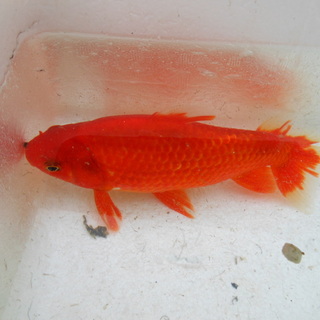 里親様決定しました！