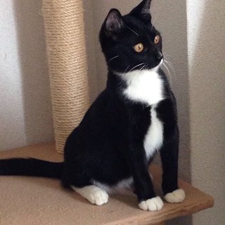 タキシード柄の男の子（３兄妹