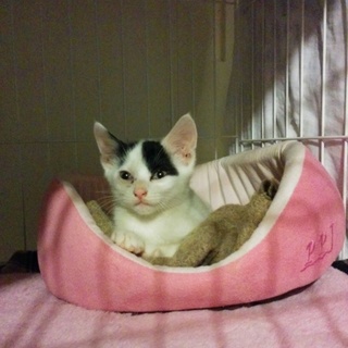 可愛い白黒の兄妹達です！