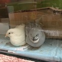 愛情に包まれて生きてほしいです