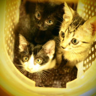 地域猫指定地区に遺棄 O次郎♂ Ｐ子♀ Ｑ太郎♂