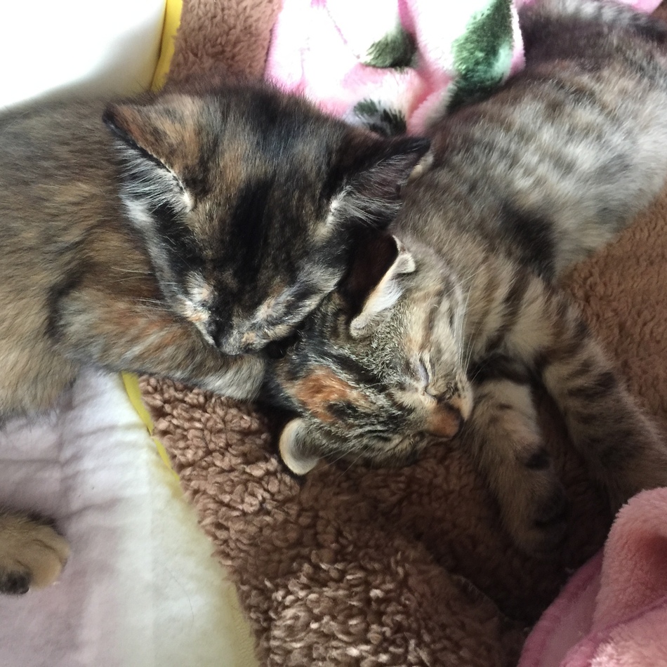 クルミのカバー写真