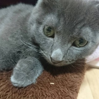 応募多数のため一時ストップします。