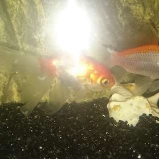 オランダ獅子頭、コメット、日本和金合計3匹です。