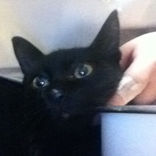 大至急！黒猫オス里親募集！！