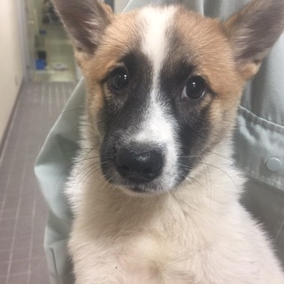 【保健所保護】ちょっと内気な女の子♀