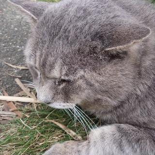 グレーの里親募集