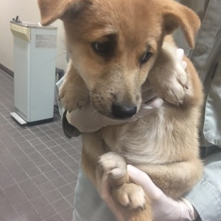 【保健所保護】ちょっとヒビりの可愛い女の子♀