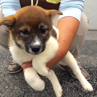 カワイイちょっぴり人見知りなおもちちゃん