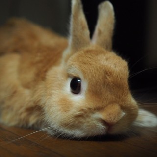 ネザーランドドワーフ