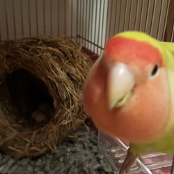 「順調です」サムネイル2