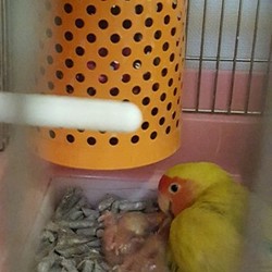 「順調です」サムネイル3