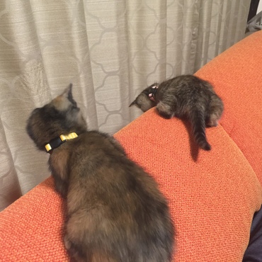 何か見つけた？