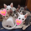 2ヶ月くらいの子猫　白・茶・キジ・サビ