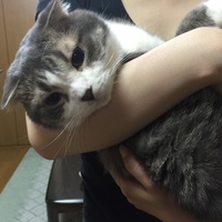 こてつ
