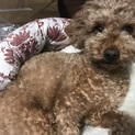 トイプー♂2歳の里親探してます