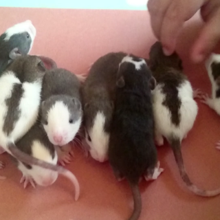 ありがとうございました。