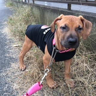 ピットブル♂とても利口です。