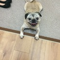 10歳 パグちゃん 里親募集