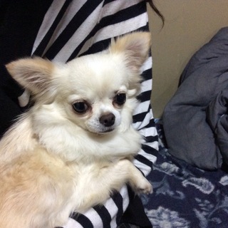 里親さん決定しました。ありがとうございます。