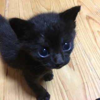 まんまるおめめの、黒猫男の子」徳島県 - 猫の里親募集(133504