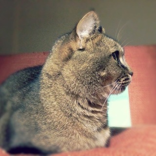 大人しい甘えん坊です