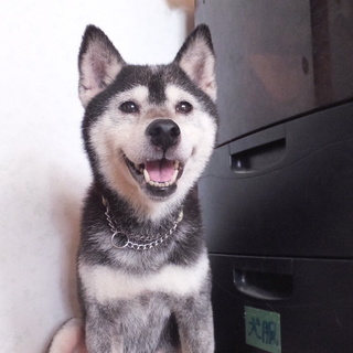 穏やかな黒柴のイヨちゃん