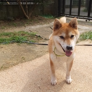 おっとり甘えっ子の柴犬ナナミちゃん